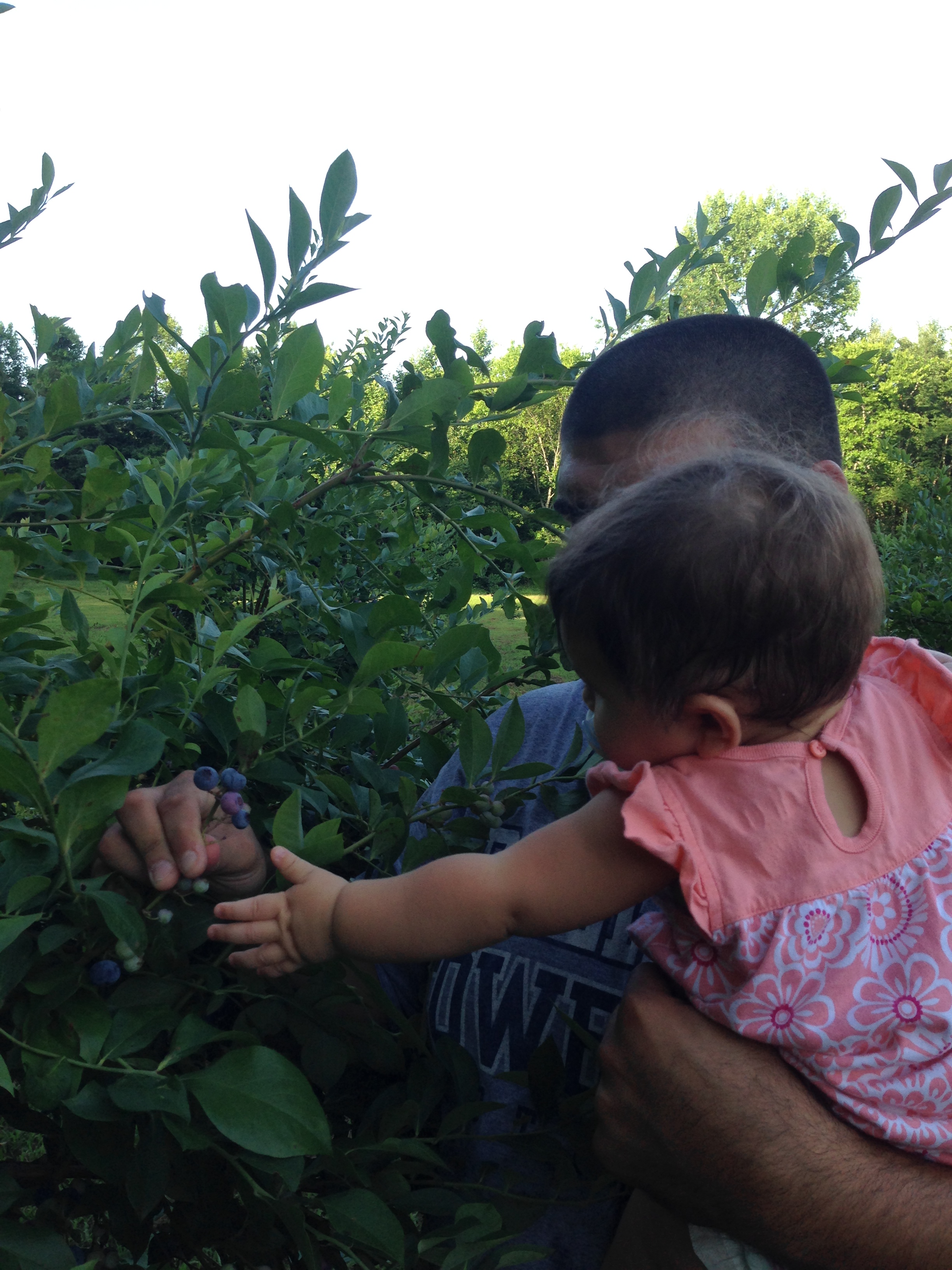 Baby in Dads Arms Blueberry Rows